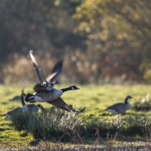 Canada Goose (Branta canadensis) birds in flight over Marshes at winter time