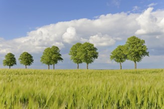 Linden trees (Tilia), row of trees by a green grain field, blue cloudy sky, North Rhine-Westphalia,