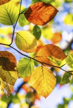 Leaves of Beech in autumn colors, Parke National Trust, Devon, England, United Kingdom, Europe