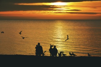 Family (silhouettes) feeding seagulls in the sunrise, Baltic Sea, Schleswig-Holstein, Germany,