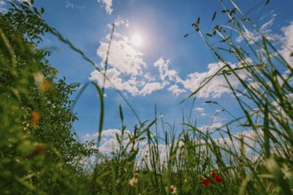 View from below into the sky, blades of grass, blue sky, Lower Austria, Austria, Europe