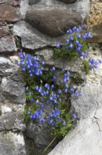 Bellflower (Campanula) on an old castle wall, Allgäu, Bavaria, Germany, Europe