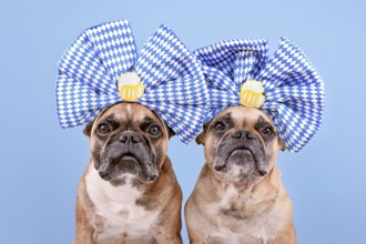 Oktoberfest French Bulldog dogs wearing large blue and white ribbons with beer mugs on head in