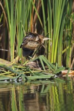 Little Bittern (Ixobrychus minutus), young bird, Middle Elbe Biosphere Reserve, Dessau-Roßlau,