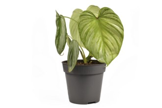 Exotic 'Philodendron Mamei Silver Cloud' houseplant with with silver pattern in flower pot isolated