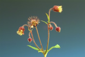 Water avens (Geum rivale), medicinal plant, medicinal use