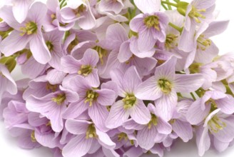 Flowers of the cuckoo flower (Cardamine pratensis), medicinal plant, contains mustard oil