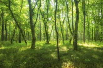 Sun shines through natural open beech forest, Burgenlandkreis, Saxony-Anhalt, Germany, Europe