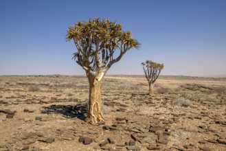 Quiver trees (Aloe dichotoma) in desert landscape, near Kuiseb-Canyon, Erongo region, Namibia,