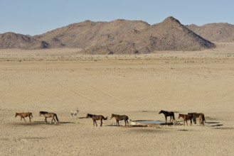 Desert Horses, Namib desert horses (Equus ferus) at the waterhole of Garub, near Aus, Karas Region,