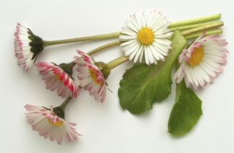 Common daisy (Bellis perennis), medicinal plant, naturopathy classifies the daisy among other