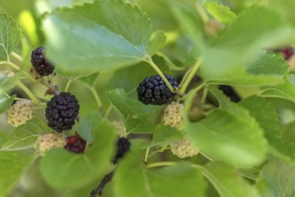 Ripe mulberries (Morus) on a tree, Bavaria, Germany, Europe