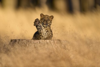 Indian leopard (Panthera pardus fusca), young animal on tree trunk in meadow