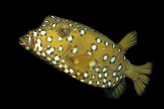 Yellow boxfish (Ostracion cubicus), Cube boxfish, Common boxfish, Red Sea, Dahab, Sinai, Egypt,