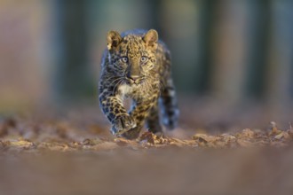 Indian leopard (Panthera pardus fusca), young animal running in forest