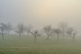 Meadow with fruit trees in the fog, Mönchberg, Spessart, Bavaria, Germany, Europe