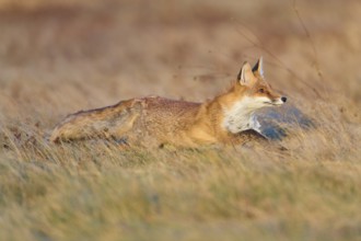 Red Fox (Vulpes vulpes), running in meadow at autumn