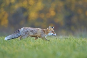 Red Fox (vulpes vulpes), running in meadow at autumn