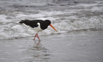 Eurasian oystercatcher (Haematopus ostralegus), foraging on the North Sea beach, Helgoland,