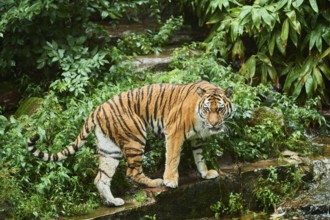 Siberian tiger (Panthera tigris altaica) walking, rainy, cat, captive, Germany, Europe