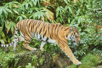 Siberian tiger (Panthera tigris altaica) walking, rainy, cat, captive, Germany, Europe