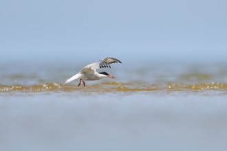 Elegant tern (Thalasseus elegans) flying in the sky above the sea, hunting, ebro delta, Catalonia,