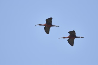 Glossy ibis (Plegadis falcinellus) flying in the sky, ebro delta, Catalonia, Spain, Europe