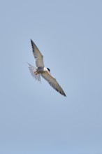 Elegant tern (Thalasseus elegans) flying in the sky above the sea, hunting, ebro delta, Catalonia,