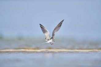 Elegant tern (Thalasseus elegans) landing on a sandbank, ebro delta, Catalonia, Spain, Europe