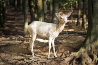 White European fallow deer standing in forest