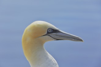 Northern gannet (Morus bassanus), animal portrait, side shot Lummenfelsen, Helgoland Island,