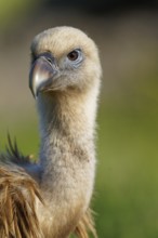 Griffon Vulture (Gyps fulvus) portrait, Castilla-La Mancha, Spain, Europe