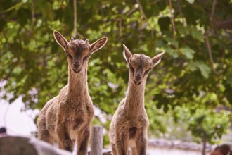 Kri-kri, endangered endemic Cretan wild goat, two small Kri-Kris, both looking directly into the