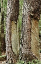 Tree resin extraction, forest, Germany, Europe