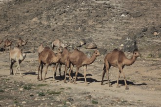 Camel herd in the Dhofar area, Jabal al Qamar, Southern Oman