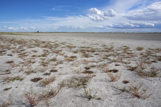 Heavily dried out Darscho or Warmsee, Lake Neusiedl-Seewinkel National Park, Burgenland, Austria,