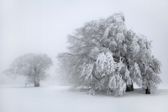 Old trees overloaded with snow, bending under snow load, driving snow, high key, white, Black