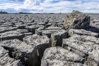 Cracked earth, heavily dried out Zicksee, Lake Neusiedl-Seewinkel National Park, Burgenland,