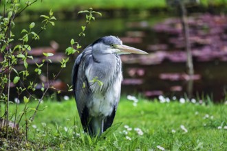 Heron standing in a meadow in the rain, Botanic Garden, Dublin, Ireland, Europe