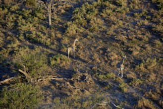 Southern giraffes (Giraffa camelopardalis giraffa), Aerial view, Gomoti Plains, Okavango Delta,