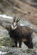 Chamois (Rupicapra rupicapra) amongst rocks in winter, Gran Paradiso National Park, Italian Alps,