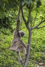 Lar gibbon, white-handed gibbon (Hylobates lar) climbing in tree, native to Indonesia, Laos,