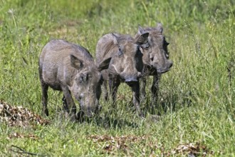 Three common warthogs (Phacochoerus africanus) on the savanna, Hluhluwe?Imfolozi Park, Game