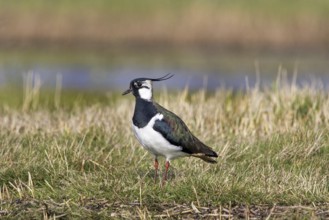 Northern lapwing (Vanellus vanellus) foraging in grassland