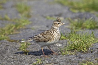 Eurasian skylark (Alauda arvensis) foraging in field, meadow with raised crest on head