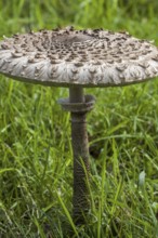 Parasol mushroom (Macrolepiota procera) (Lepiota procera) in grassland