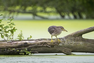 Black-crowned night-heron, black-capped night-heron (Nycticorax nycticorax) juvenile resting on