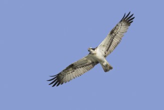 Migrating Western osprey (Pandion haliaetus) in flight against blue sky in late summer