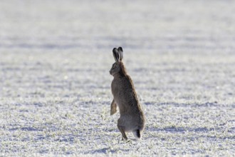 Alert European brown bare (Lepus europaeus) standing on hind legs in field covered in white frost,