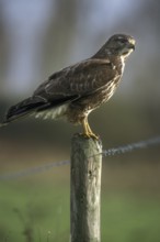 Common buzzard (Buteo buteo) perched on fence pole along field on farmland